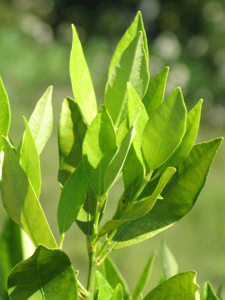              Sun leaves (Winter Haven, FL)       